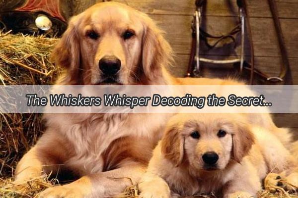 The Whiskers Whisper Decoding the Secret Language of Your Dogs Face Scratch